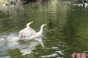 夫妻婚姻吉林：罕见白鸬鹚连续两年“故地重游”